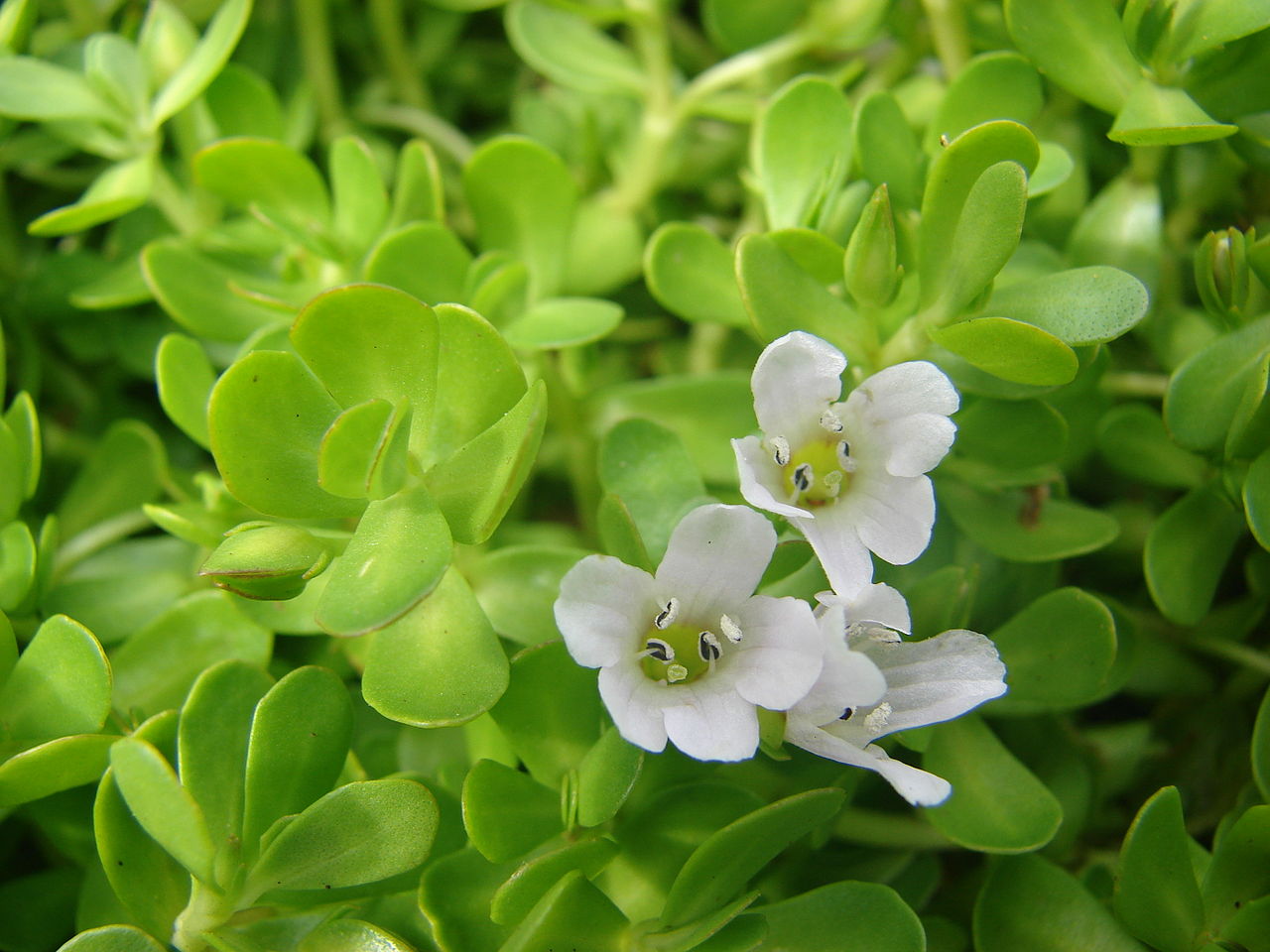 Unlocking Cognitive Potential: An Informative Guide to Brahmi (Bacopa Monnieri) in 2025