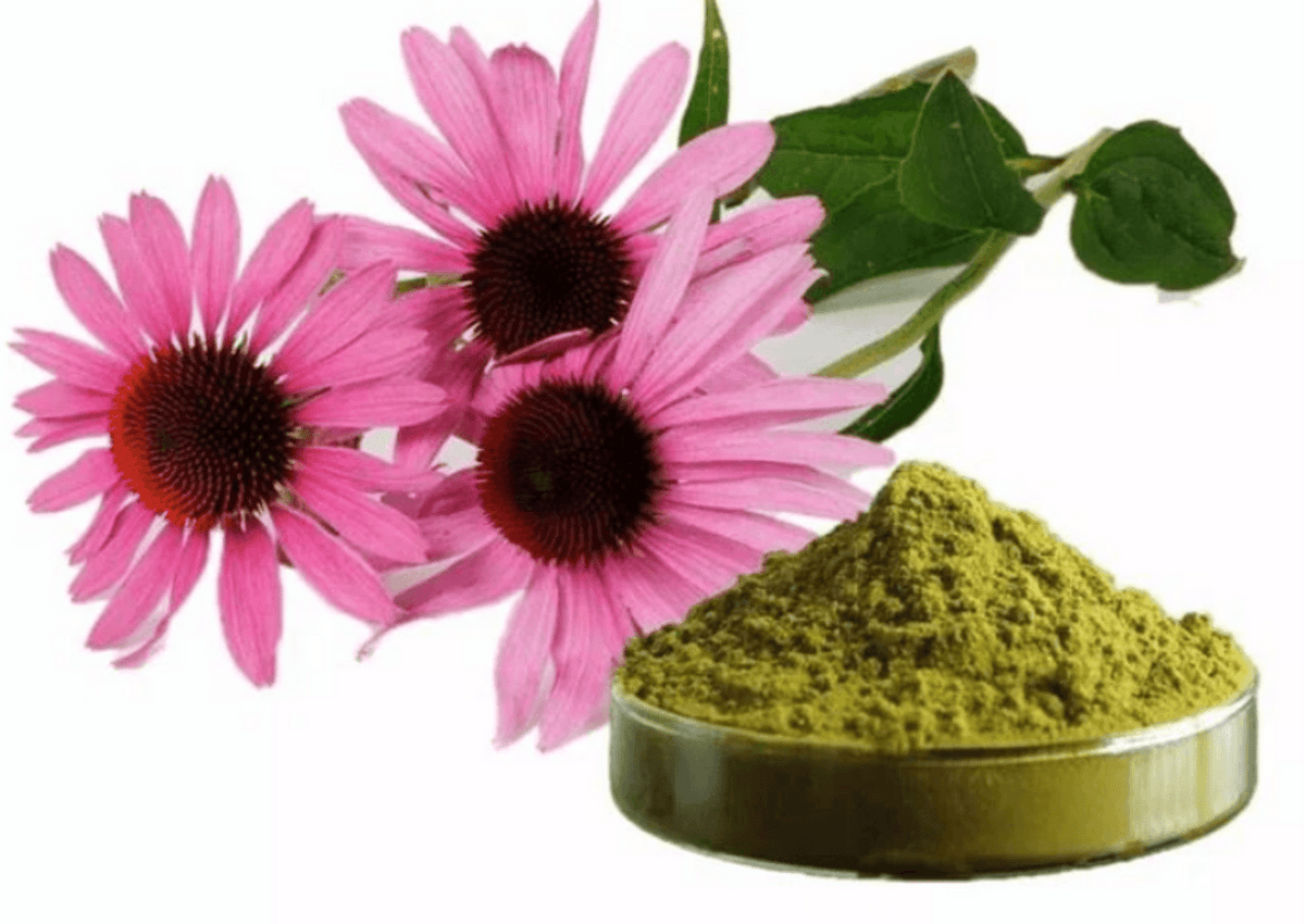 Harness the Power of Echinacea: Your Comprehensive Guide to Immune Wellness in 2025