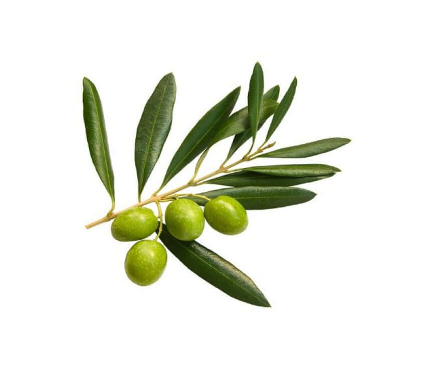 Olive Leaf Extract: A Natural Boost for Heart & Health