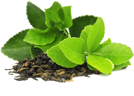 Unleash the Power of EGCG: A Deep Dive into Green Tea Extract and its Profound Health Benefits