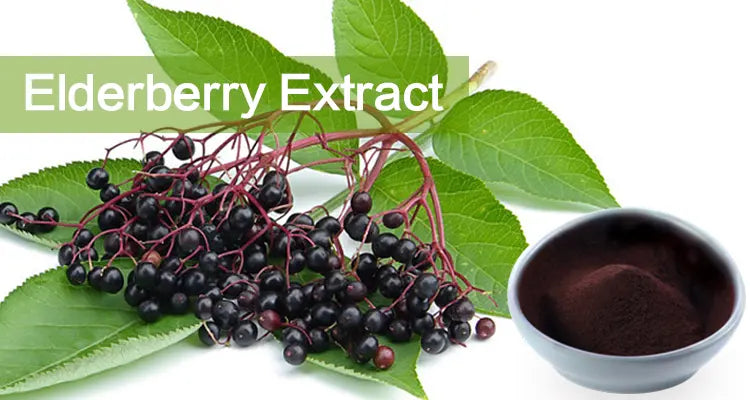 Harnessing Nature's Powerhouse: An In-depth Look at Natural Elderberry Fruit Extract for Enhanced Well-being in 2026