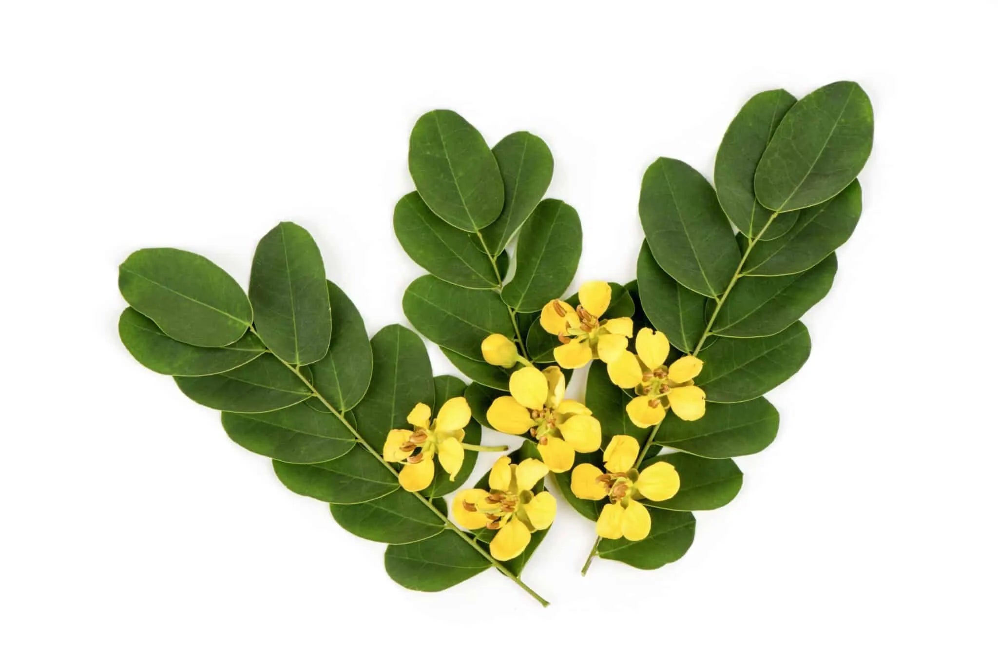 Senna Leaf Extract: Natural Digestive Wellness in 2026 - HealthyHey