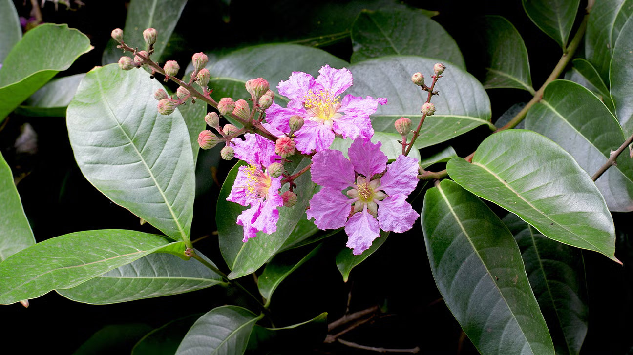 Unlock Your Wellness: The Informative Power of Banaba Leaf Extract in 2025
