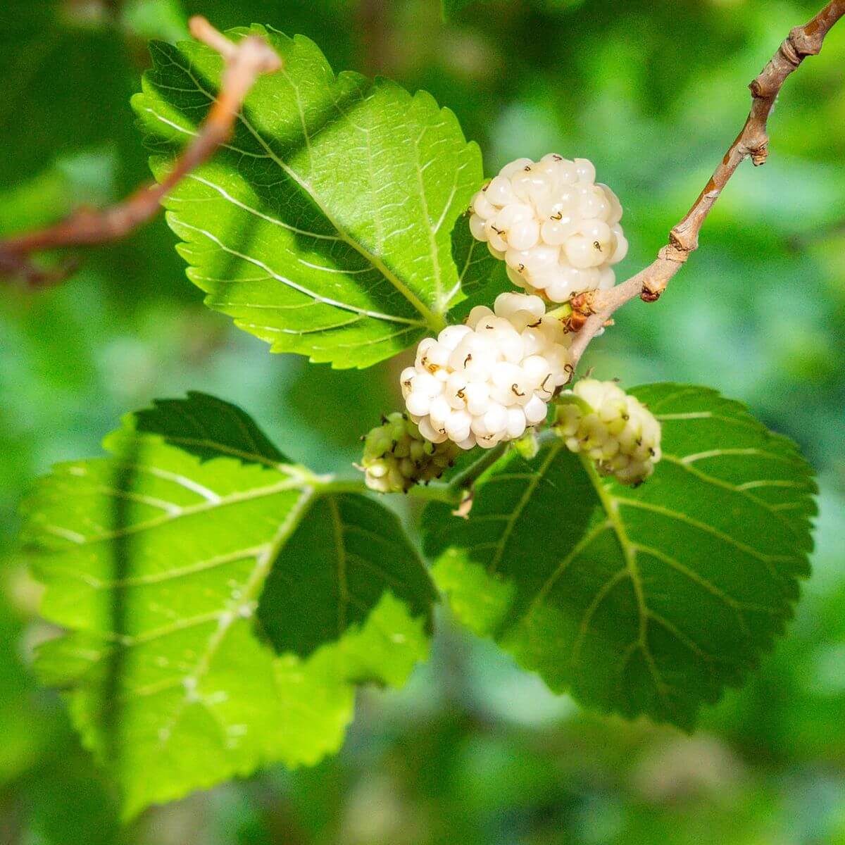 Unlock Your Wellness Potential: A Deep Dive into Mulberry Leaf Extract in 2026