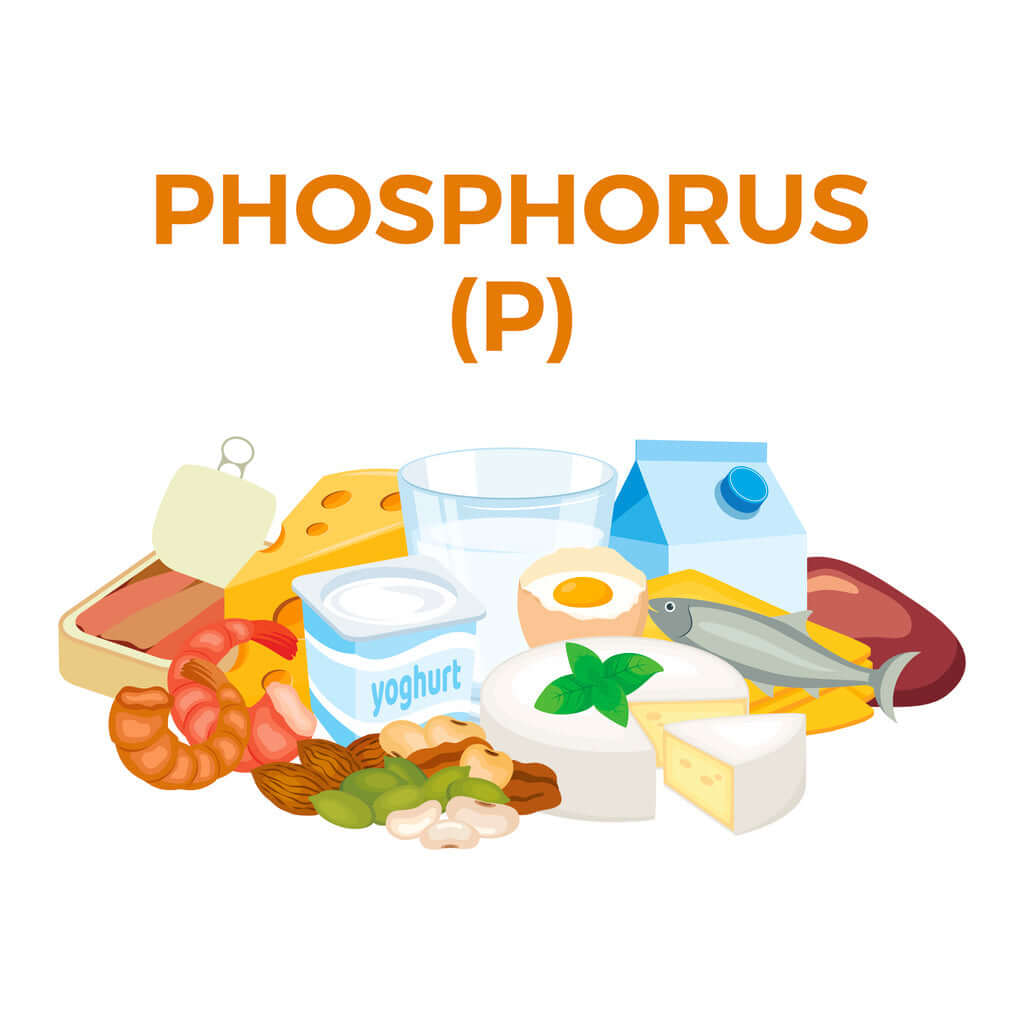The Unsung Hero of Bone Health: An In-Depth Exploration of Phosphorus and Its Crucial Role in Maintaining Strong Bones
