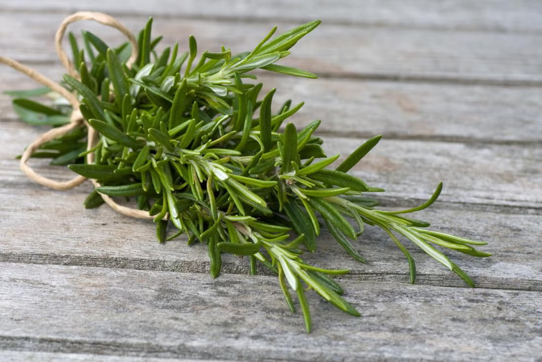Unlock Your Potential: The Informative Power of Rosemary Leaf Extract for Enhanced Well-being in 2026
