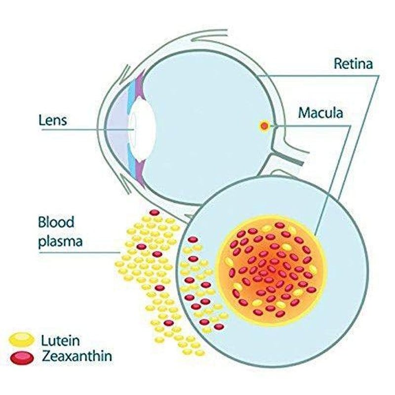 HealthyHey Nutrition Capsule Natural Lutein, Support Eye Health 10mg with 2mg Zeaxanthin -60 Veg. Capsules